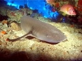 Nurse Shark