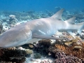 Nurse Shark