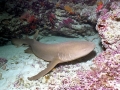 Nurse Shark