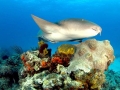 Nurse Shark