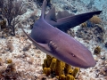 Nurse Shark