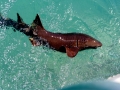 Nurse Shark