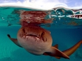 Nurse Shark