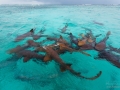 Nurse Shark