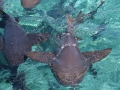 Nurse Shark
