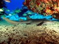 Nurse Shark