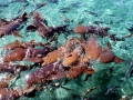 Nurse Shark
