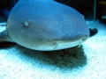 Nurse Shark