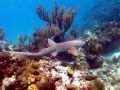 Nurse Shark