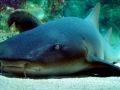 Nurse Shark
