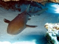 Nurse Shark