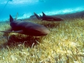 Nurse Shark