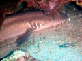 Nurse Shark