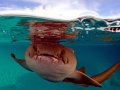Nurse Shark