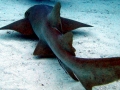 Nurse Shark