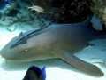 Nurse Shark