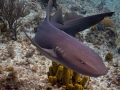 Nurse Shark