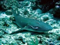 Nurse Shark