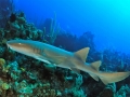 Nurse Shark