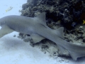 Nurse Shark
