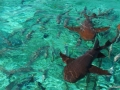 Nurse Shark