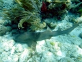 Nurse Shark