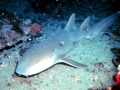 Nurse Shark