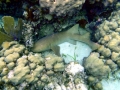 Nurse Shark