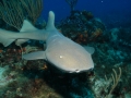 Nurse Shark