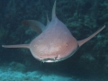 Nurse Shark