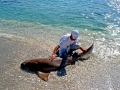 Nurse Shark