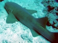 Nurse Shark