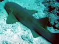 Nurse Shark
