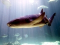 Nurse Shark