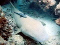 Nurse Shark
