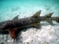 Nurse Shark