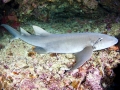 Nurse Shark