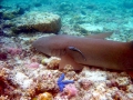 Nurse Shark