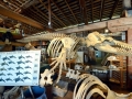 Telegraph Cove, BC