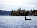 Telegraph Cove, BC