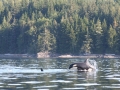 Telegraph Cove, BC