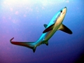 Thresher Shark