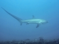 Thresher Shark