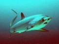 Thresher Shark