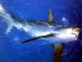 Thresher Shark