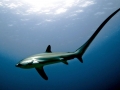 Thresher Shark