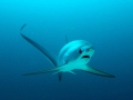 Thresher Shark