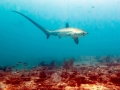 Thresher Shark