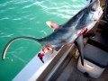 Thresher Shark