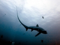Thresher Shark